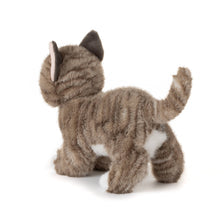 Tabby Cat 32594