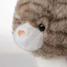 Tabby Cat 32594