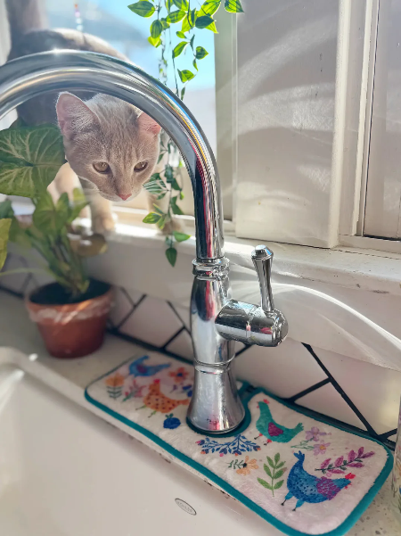 Sink Mate Chicken