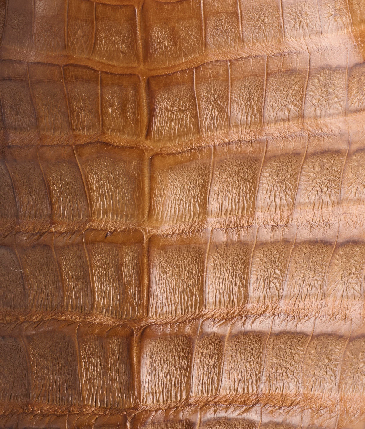 Lucchese Boots Rowdy Caiman M4554.WF